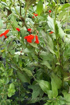 Salvia miniata