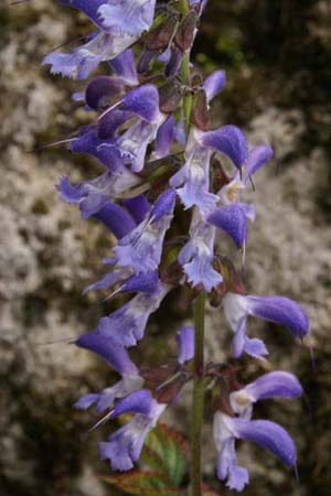 Salvia miltiorrhiza