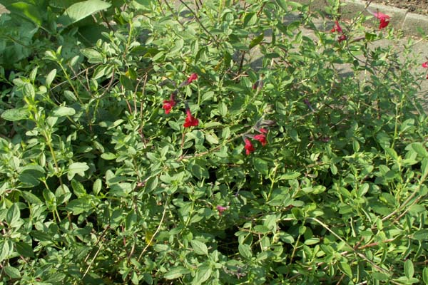 Salvia microphylla microphylla