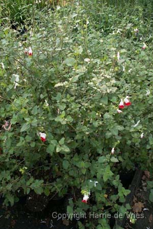 Salvia microphylla 'Hot Lips'