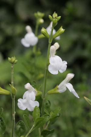 Salvia microphylla 'Snowy Owl' (microph. 'wit')