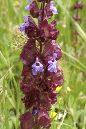 Salvia multicaulis