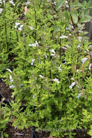 Salvia namaensis