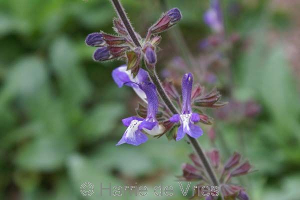 Salvia nemorosa 'Frederiek'