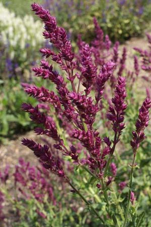 Salvia nemorosa 'Schwellenburg'