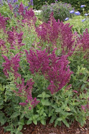 Salvia nemorosa 'Schwellenburg'