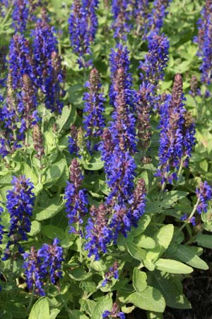 Salvia nemorosa 'Sensation Deep Blue Improved'