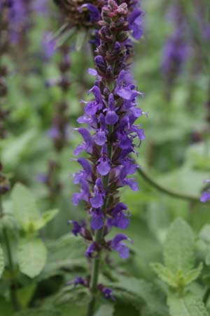 Salvia nemorosa 'Sensation Sky Blue'