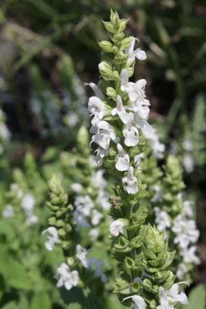 Salvia nemorosa 'Sensation White'