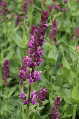 Salvia nemorosa 'Pink Friesland'