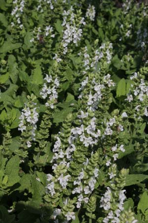 Salvia nemorosa 'Sensation White'