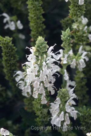 Salvia nemorosa 'Schneehügel'