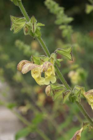 Salvia nubicola