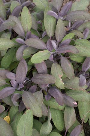 Salvia officinalis 'Purpurascens'