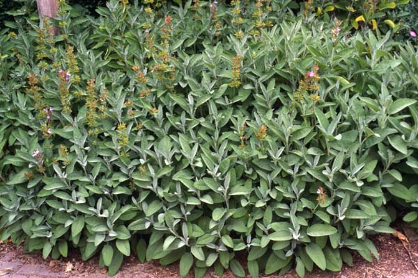 Salvia officinalis 'Würzburg'