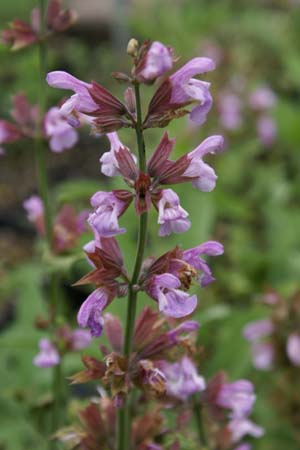 Salvia officinalis 'Rosea'