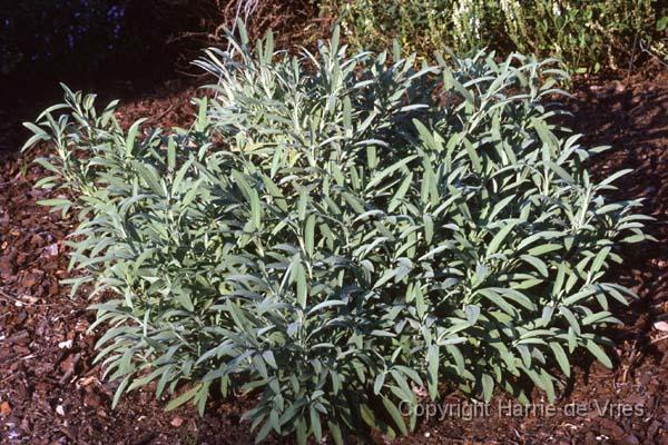 Salvia officinalis 'Grete Stölze'