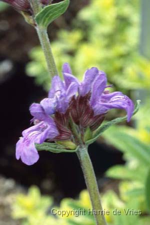 Salvia officinalis 'Grete Stölze'