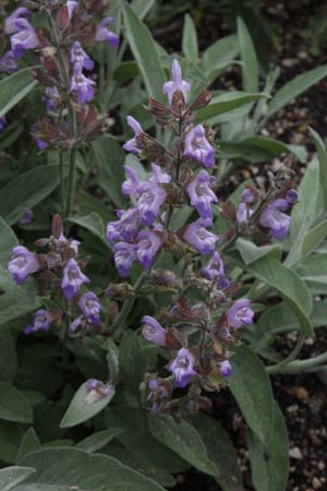 Salvia officinalis 'Nazareth'