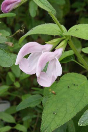 Salvia patens 'Pink Ice'