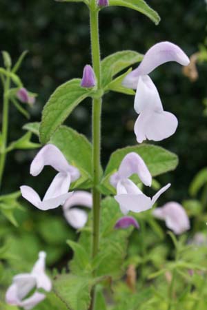 Salvia patens 'Pink Ice'