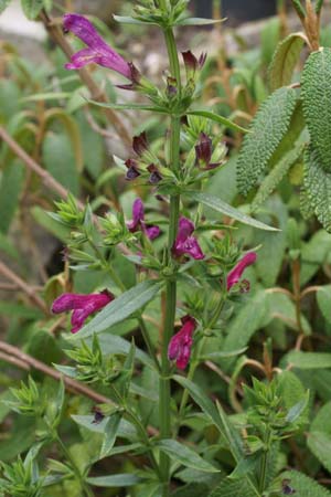 Salvia penstemonoides