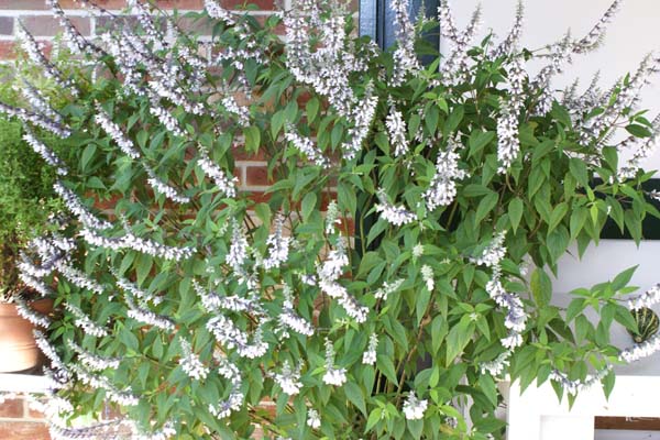 Salvia 'Phyllis Fancy'