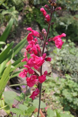 Salvia 'Pink Pong'