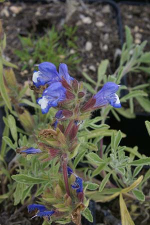 Salvia pisidica