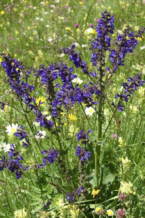 Salvia pratensis wildvorm