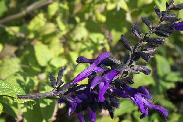 Salvia 'Purple Majesty'