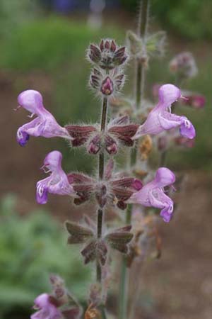 Salvia recognita