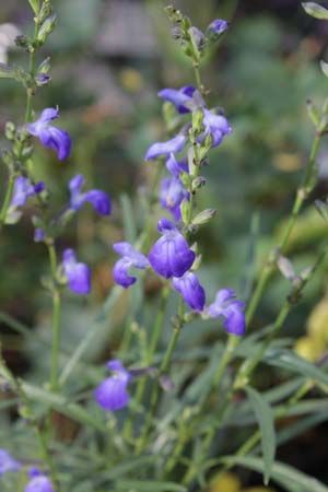 Salvia reptans 'West Texas Form'