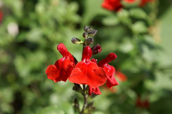 Salvia 'Royal Bumble'