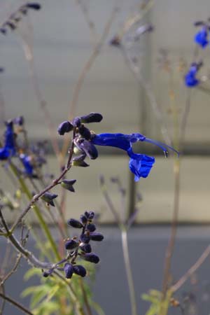 Salvia sagittata