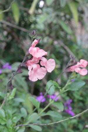 Salvia 'Salmon Dance'