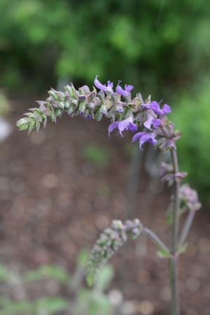 Salvia 'Saxdorf'