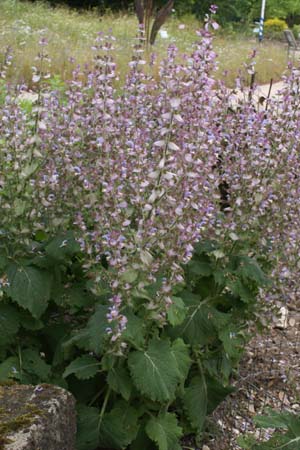 Salvia sclarea