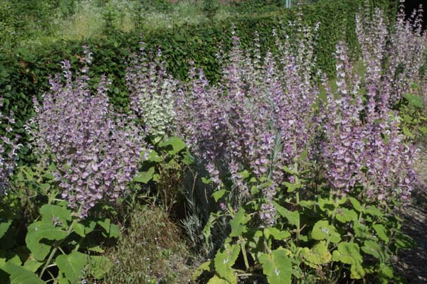 Salvia sclarea