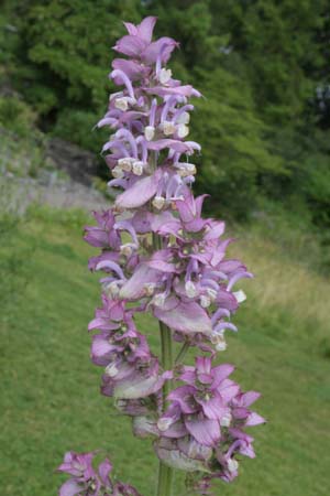 Salvia sclarea