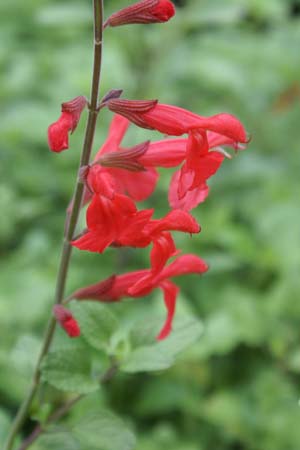 Salvia 'Silke's Dream'