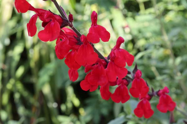 Salvia 'Silke's Red'