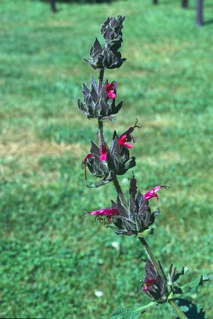 Salvia spathacea