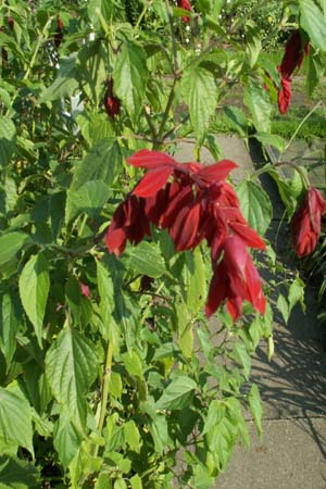 Salvia splendens 'Van Houttei'