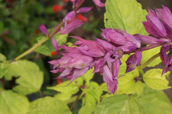 Salvia splendens ('Paul')