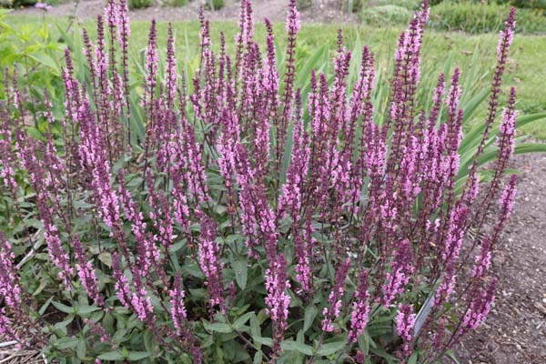 Salvia nemorosa 'Caradonna Pink'