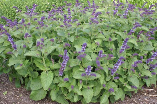 Salvia verticillata 'Hannay's Blue'