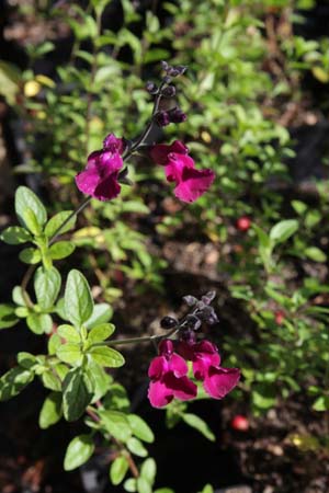 Salvia 'Viola's Darling'