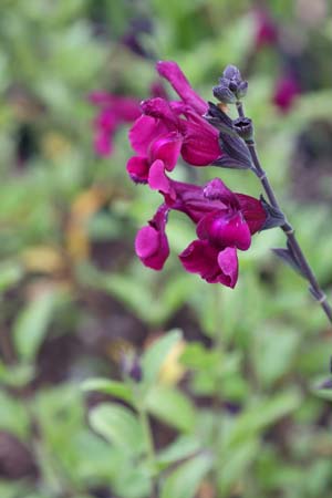 Salvia 'Viola's Darling'