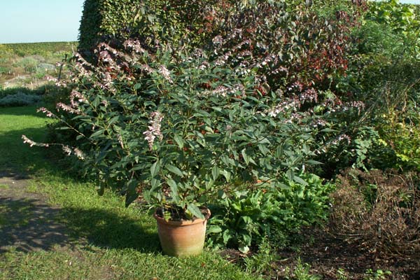 Salvia 'Waverly'